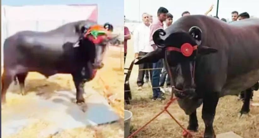 The Buffalo 23 കോടി രൂപ വിലയുള്ള എരുമ: തൂക്കം 1500 കിലോ; ഭക്ഷണത്തെക്കുറിച്ചറിഞ്ഞാല്‍ ഞെട്ടും.