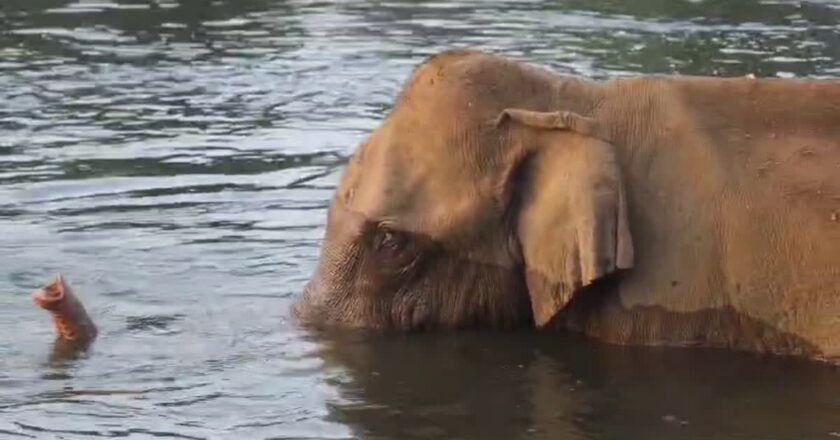 Elephant Athirapilly അതിരപള്ളിയിലെ മസ്തകത്തിന് പരിക്കേറ്റ കാട്ടാനയെ കണ്ടെത്തി; മുറിവ് ഉണങ്ങി തുടങ്ങിയിരുന്നു