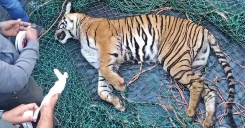 Wayanad Tiger Found Dead വയനാട്ടിലെ നരഭോജി കടുവ ചത്ത നിലയിൽ 