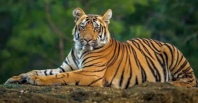 Mananthavady Tiger Attack ‘നരഭോജി’യായി പ്രഖ്യാപിച്ച് സർക്കാർ; പഞ്ചാരക്കൊല്ലിയിലെ കടുവയെ വെടിവെച്ച് കൊല്ലും