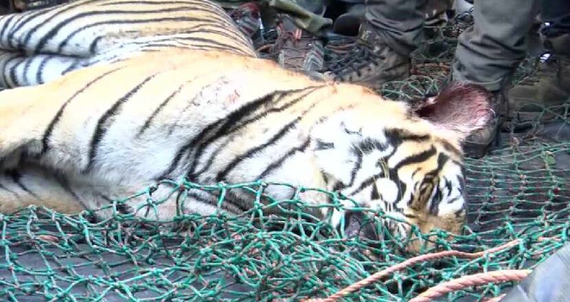 wayanad Tiger കൊല്ലപ്പെട്ട രാധയുടെ തലമുടിയും കമ്മലുകളും വയറ്റിനുള്ളിൽ; ചത്തത് നരഭോജി കടുവതന്നെ; മരണകാരണം കഴുത്തിലെ പരിക്കുകൾ