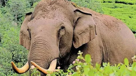 Elephant Attack Palakkad പാലക്കാട്‌ വാളയാറിൽ കർഷകനെ കാട്ടാന ആക്രമിച്ചു