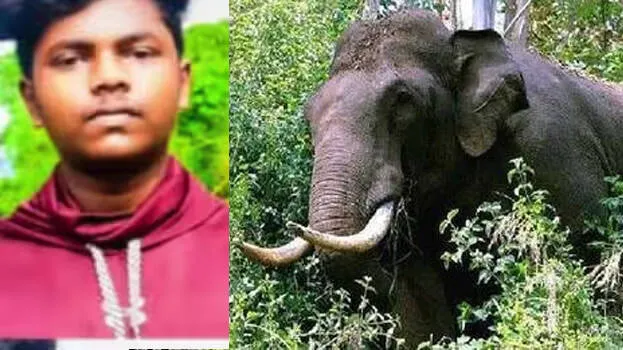 Elephant Attack പാലക്കാട് കാട്ടാന ആക്രമണം; യുവാവിനെ കുത്തി കൊമ്പിൽ കോര്‍ത്തെറിഞ്ഞു