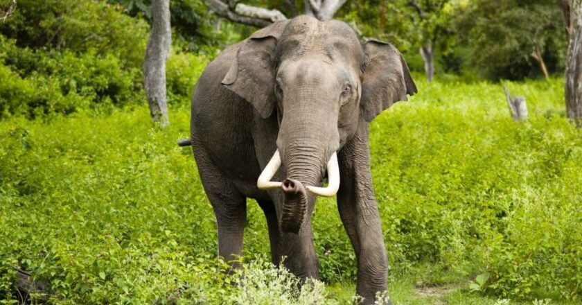 Elephant Attack കാട്ടാന ആക്രമണത്തില്‍ യുവാവിൻ്റെ ഭാര്യ സുരക്ഷിത; വയനാട്ടിൽ പ്രതിഷേധം
