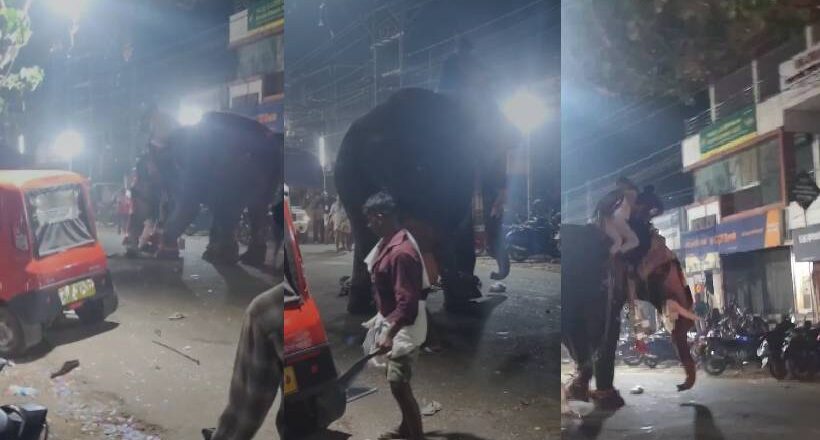Elephant Attack പാലക്കാട് കൂറ്റനാട് നേർച്ചയ്ക്കിടെ ഇടഞ്ഞ ആന പാപ്പാനെ കുത്തിക്കൊന്നു