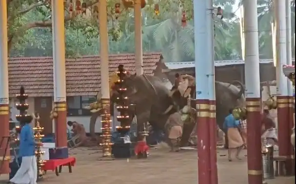Elephant Attack കൊയിലാണ്ടിയിൽ ഉത്സവത്തിനിടെ ആനകള്‍ ഇടഞ്ഞു; മൂന്ന് മരണം, നിരവധി പേര്‍ക്ക് പരിക്ക്