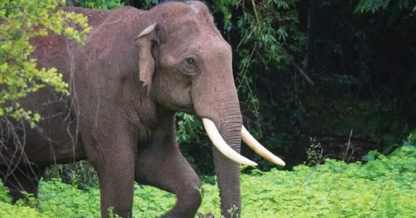 Young man killed in wild elephant attack in Wayanad വയനാട്ടിൽ കാട്ടാനയുടെ ആക്രമണത്തിൽ യുവാവ് കൊല്ലപ്പെട്ടു