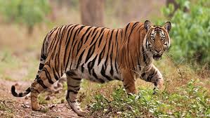 Tiger വയനാട്ടിൽ ജനവാസ മേഖലയിൽ കടുവാ സാന്നിധ്യം