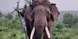 Elephant Attackവയനാട്ടിൽ വീണ്ടും ജീവനെടുത്ത് കാട്ടാന
