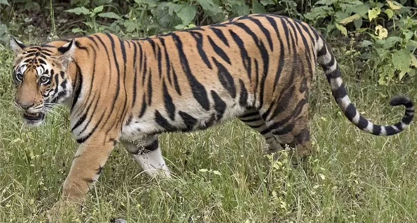 Wild tiger taken to Thiruvananthapuram Zoo പുൽപള്ളിയിൽനിന്നു പിടികൂടിയ കടുവയെ തിരുവനന്തപുരം മൃഗശാലയിൽ എത്തിച്ചു